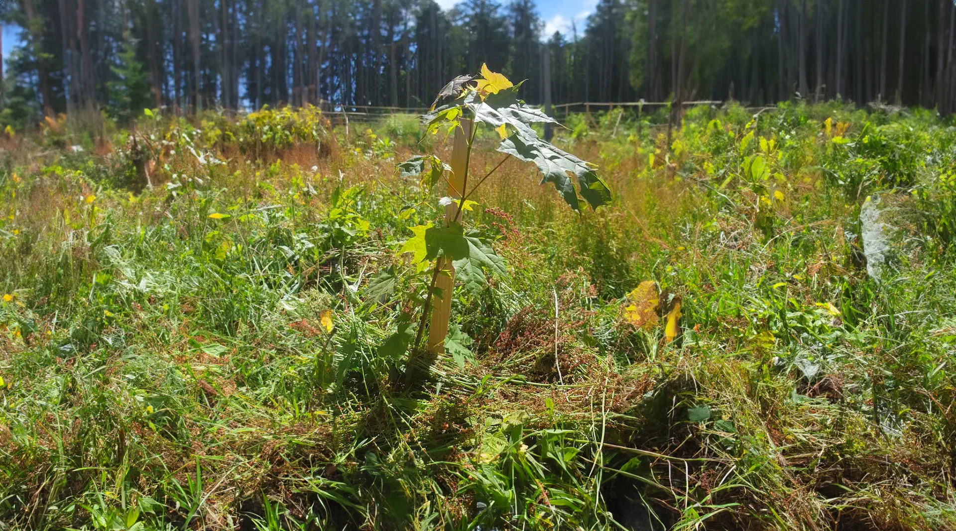 Reboisement d'écosystèmes forestiers 
