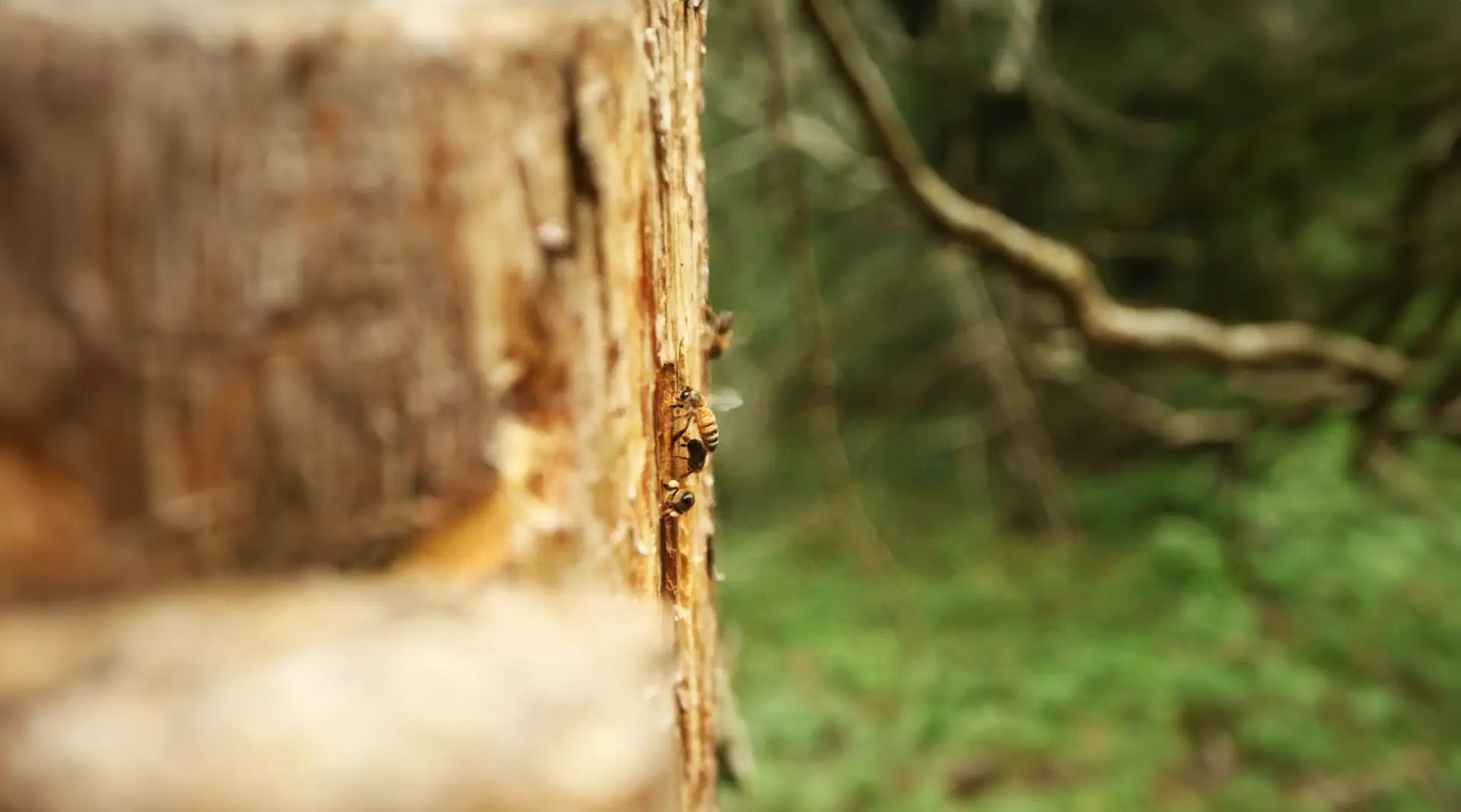 Créer des nichoirs pour les insectes